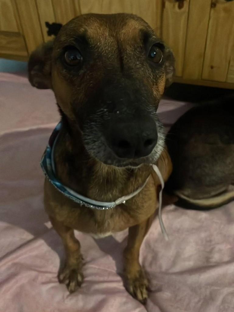 Stefan, cachorro de porte pequeno para adoção em Florianópolis - SC