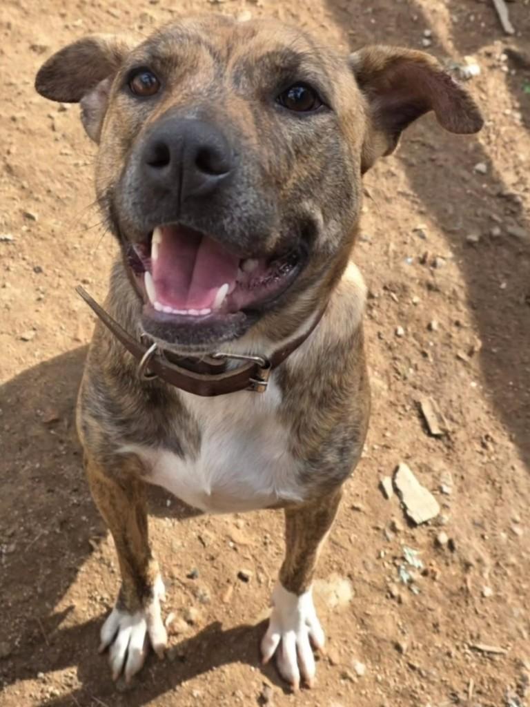 Veiga, cachorro de porte médio para adoção em Florianópolis - SC