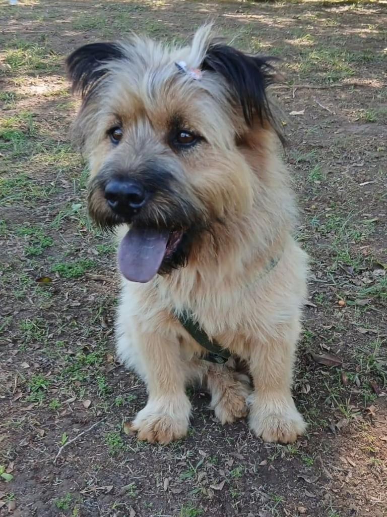 Fiapo de Manga, cachorro de porte médio para adoção em Florianópolis - SC