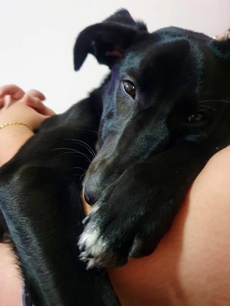 Lana, cadela de porte grande para adoção em Florianópolis - SC
