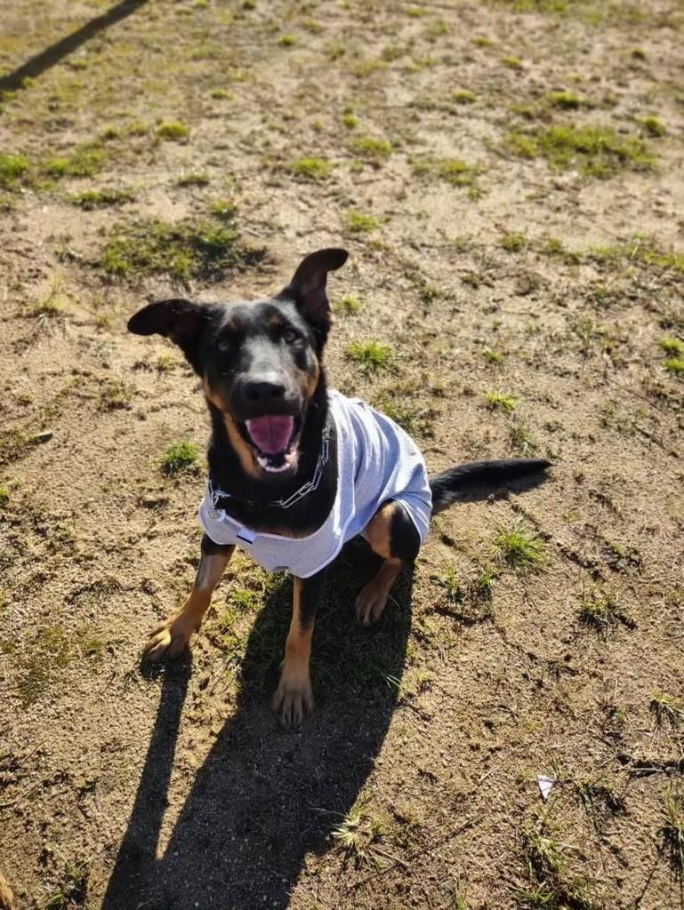 Dandara, cachorro de porte grande para adoção em Florianópolis - SC