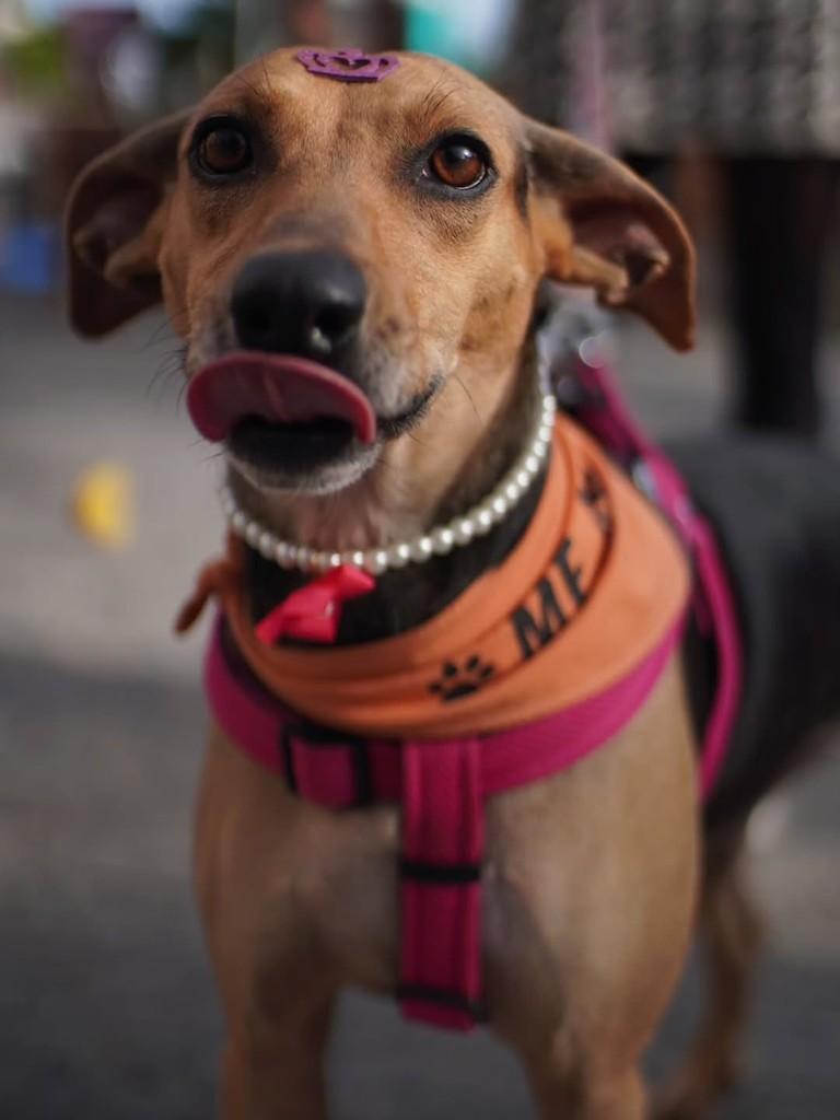 Fiona, cadela de porte pequeno para adoção em Florianópolis - SC