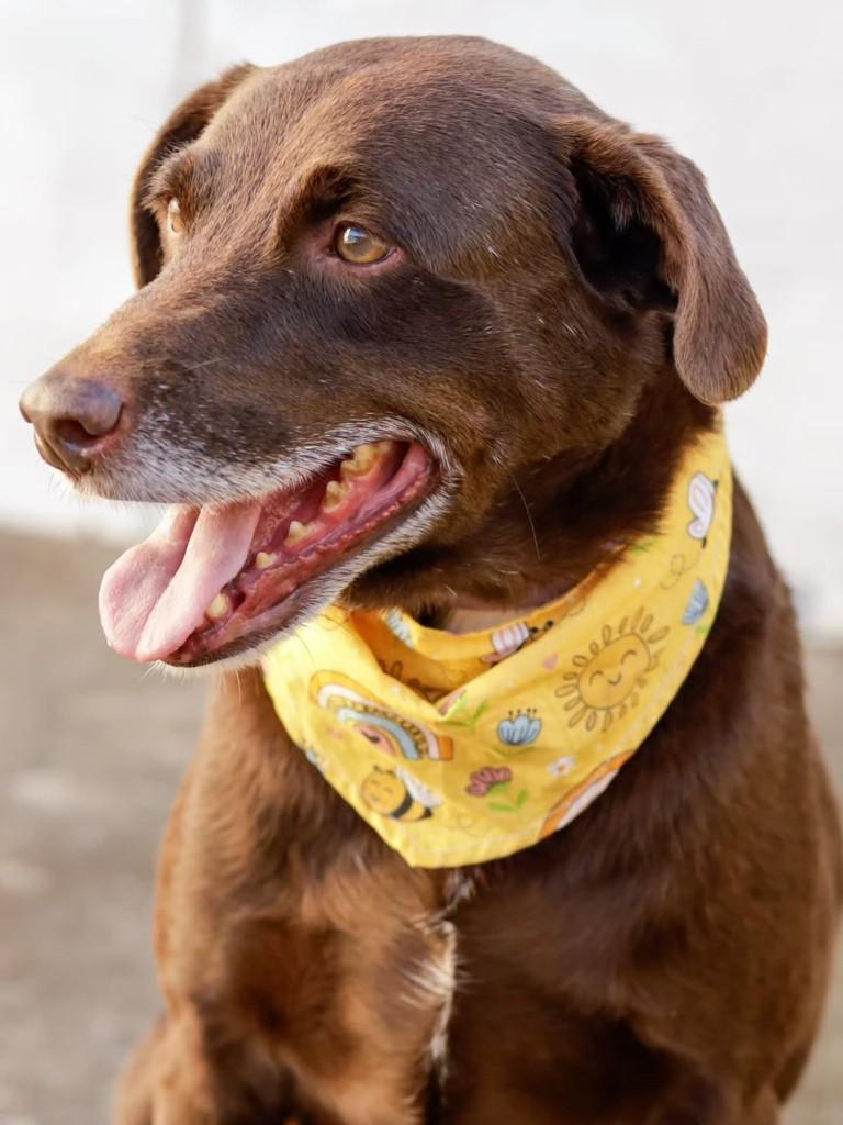 Bruce, cachorro de porte médio para adoção em Florianópolis - SC