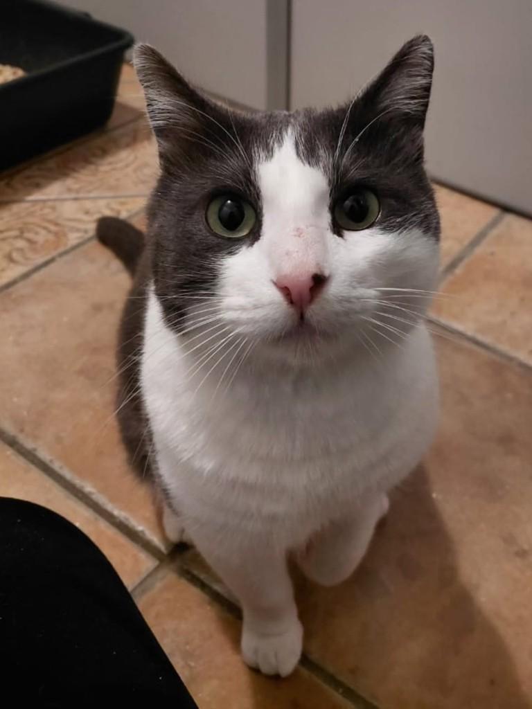 Olly, gato de porte médio para adoção em Florianópolis - SC