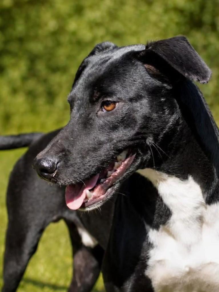 Apu, cachorro de porte médio para adoção em Florianópolis - SC