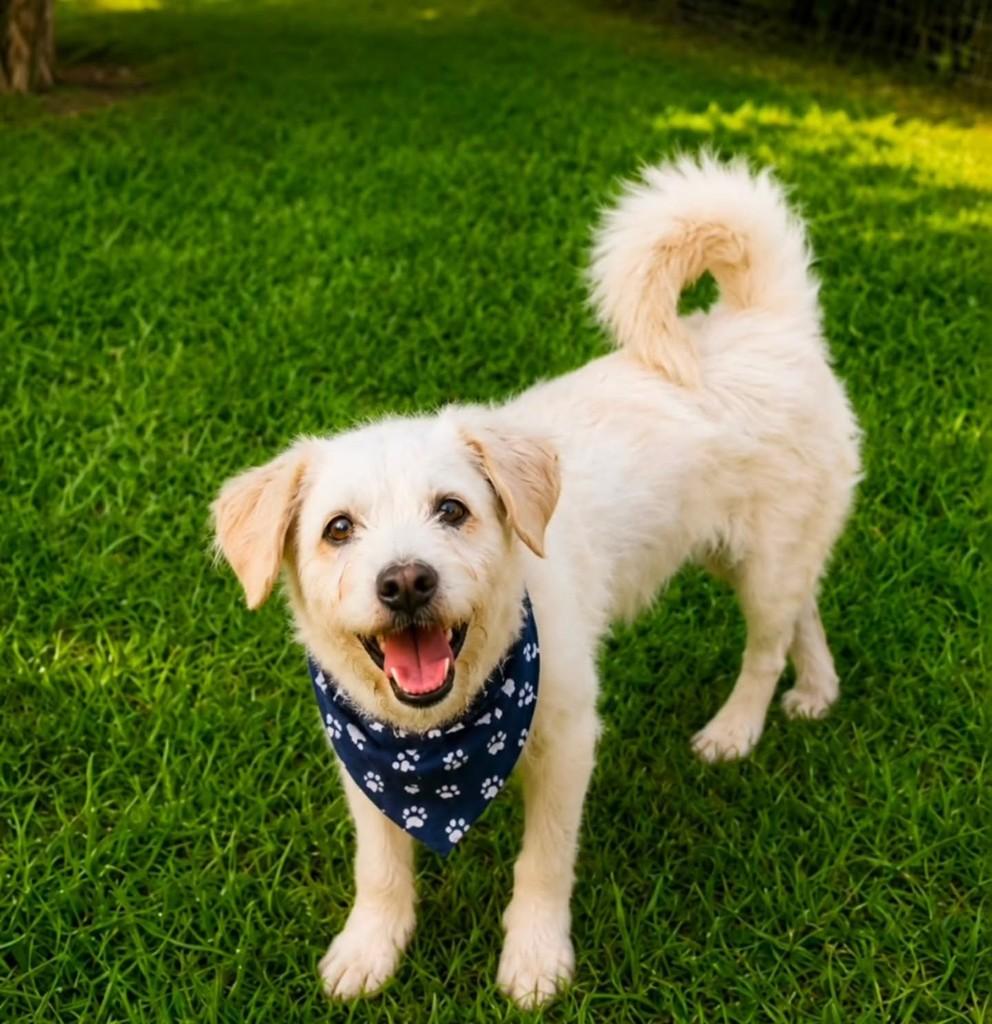 Benji, cachorro de porte médio para adoção em Florianópolis - SC