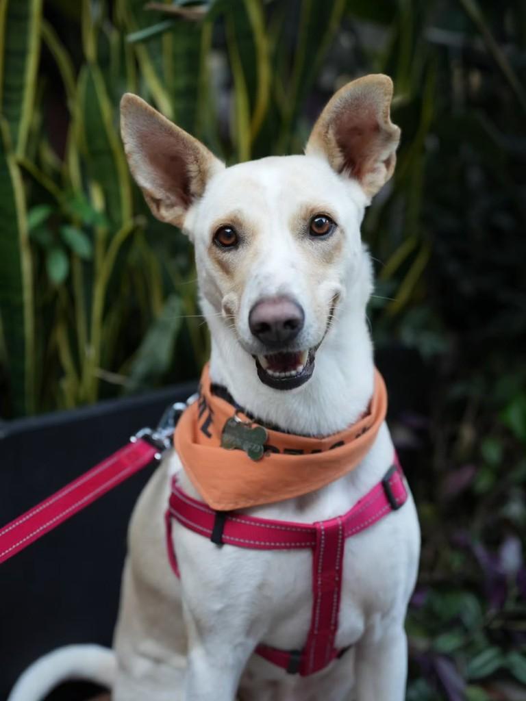 Lolla, cadela de porte médio para adoção em Florianópolis - SC