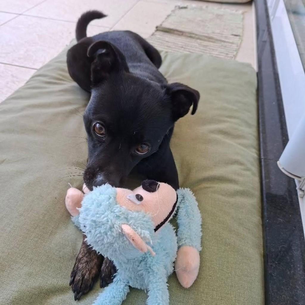 Bily, cachorro de porte pequeno para adoção em Florianópolis - SC