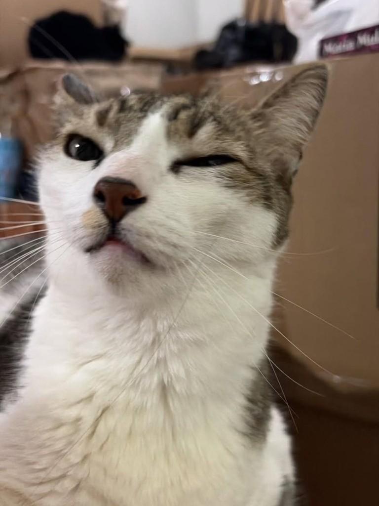 Denis, gato de porte pequeno para adoção em Florianópolis - SC