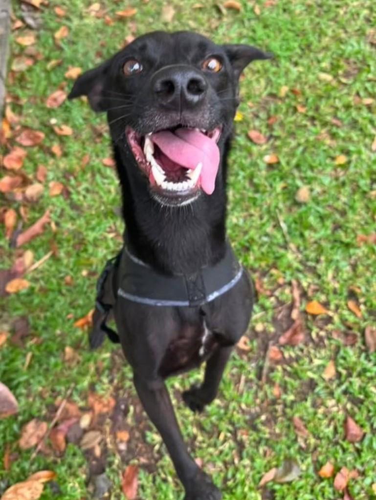 Gurizão, cachorro de porte médio para adoção em Florianópolis - SC