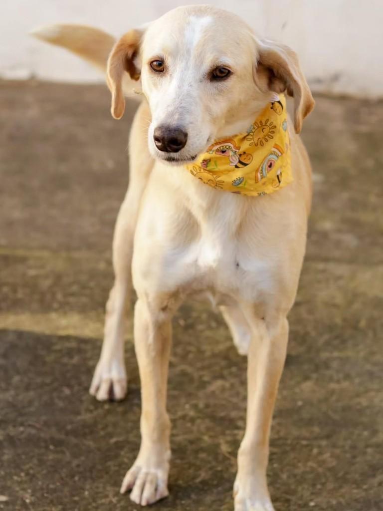 Marley, cadela de porte médio para adoção em Florianópolis - SC