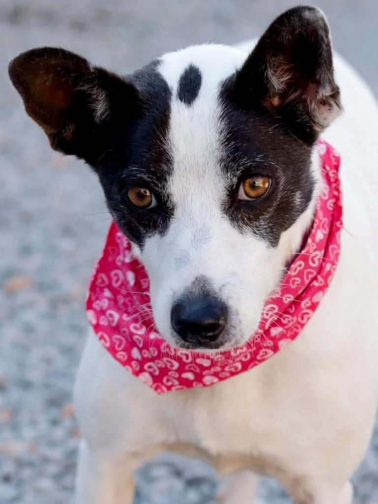 Laika, cadela de porte médio para adoção em Florianópolis - SC