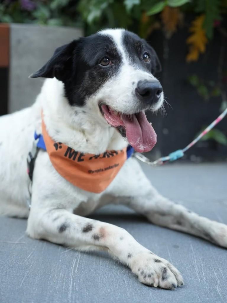 Valente, cachorro de porte grande para adoção em Florianópolis - SC
