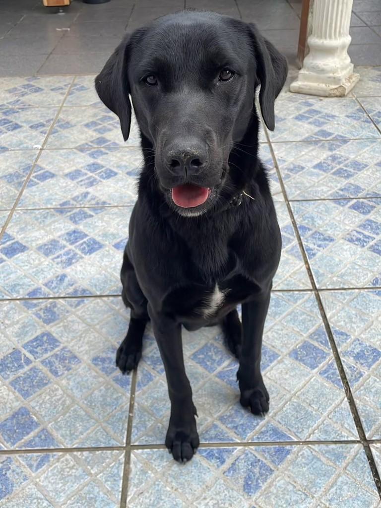 Ayla, cadela de porte médio para adoção em Florianópolis - SC