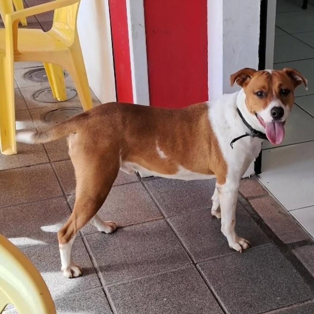 Amendoim, cachorro de porte grande para adoção em Florianópolis - SC