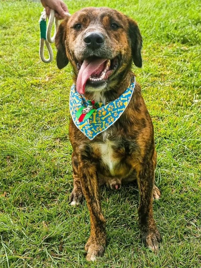 Zeus, cachorro de porte grande para adoção em Florianópolis - SC