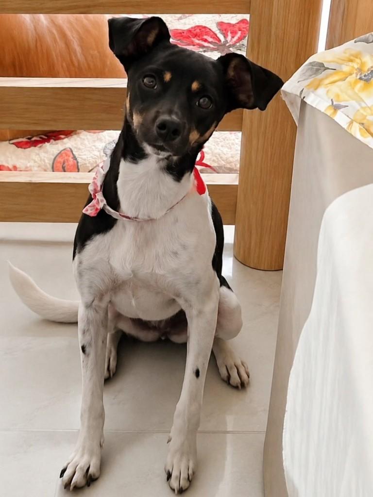 Vivi, cadela de porte pequeno para adoção em Florianópolis - SC