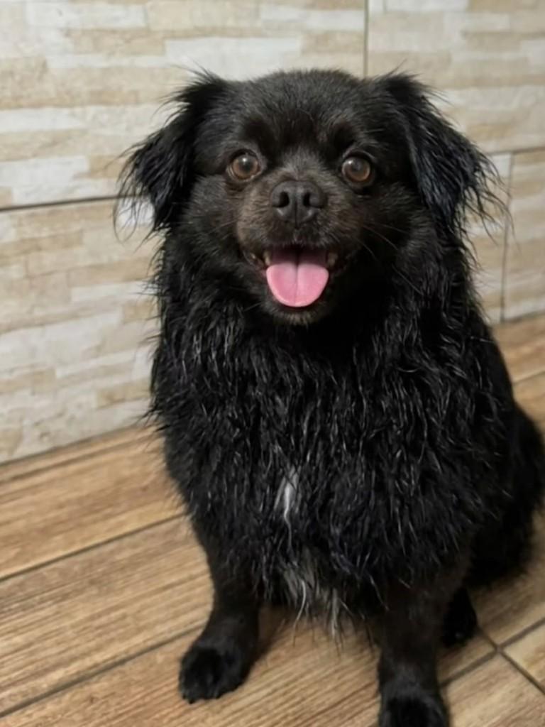 Teddy, cachorro de porte pequeno para adoção em Florianópolis - SC