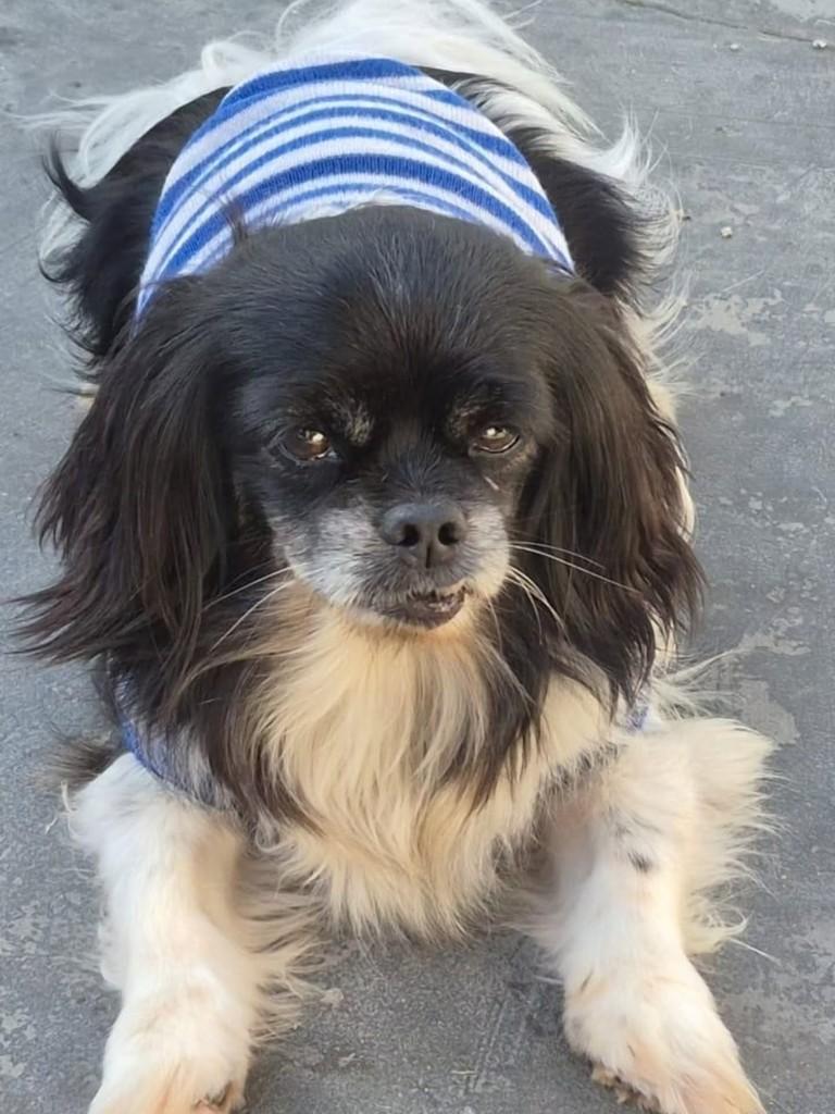 Noé, cachorro de porte pequeno para adoção em Florianópolis - SC