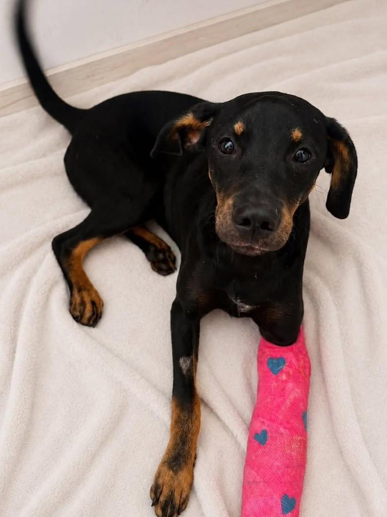 Chico, cachorro de porte médio para adoção em Florianópolis - SC