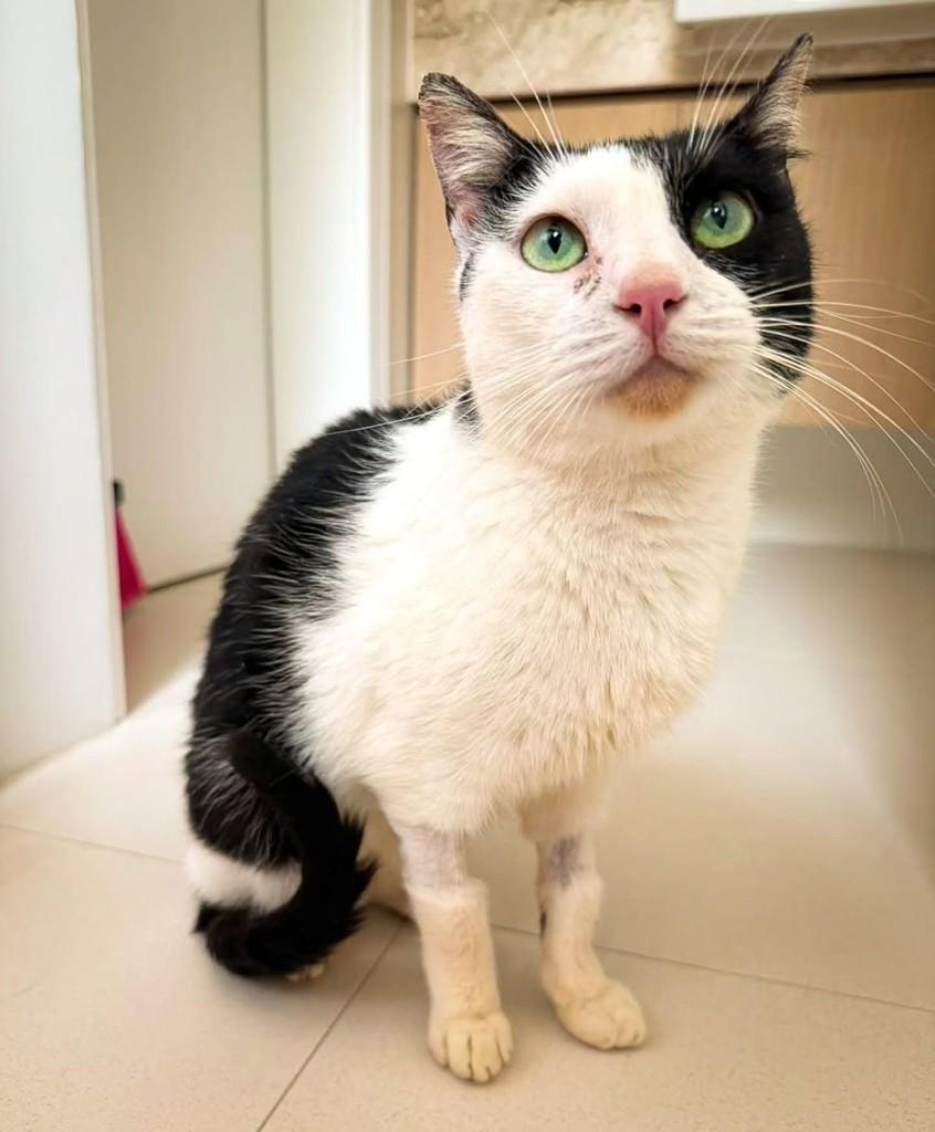 Jackie, gata de porte médio para adoção em Florianópolis - SC