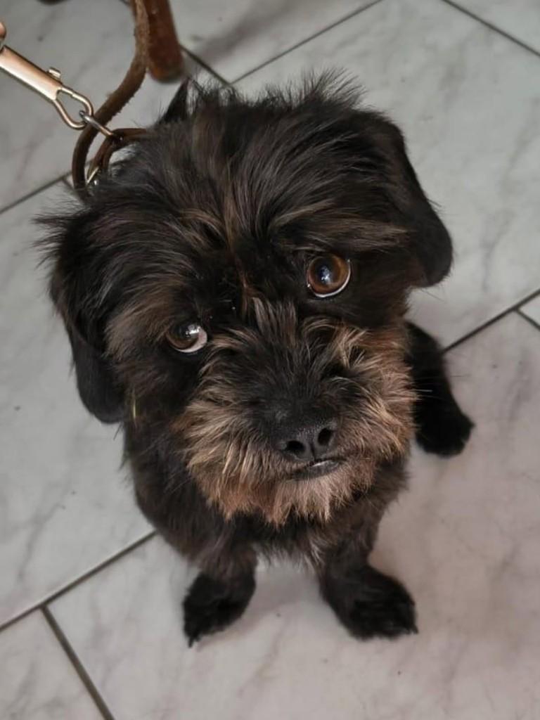 Tunico, cachorro de porte pequeno para adoção em Florianópolis - SC