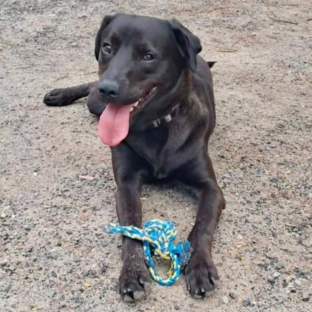 Feijão, cachorro de porte grande para adoção em Florianópolis - SC
