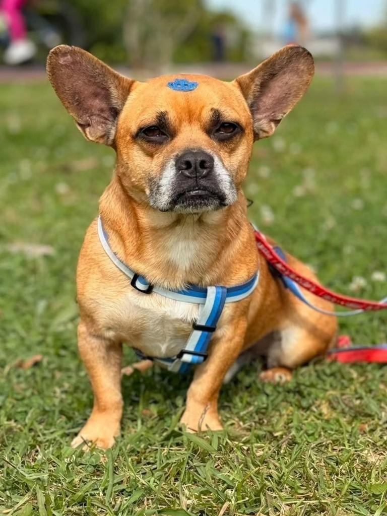 Pitt, cachorro de porte pequeno para adoção em Florianópolis - SC