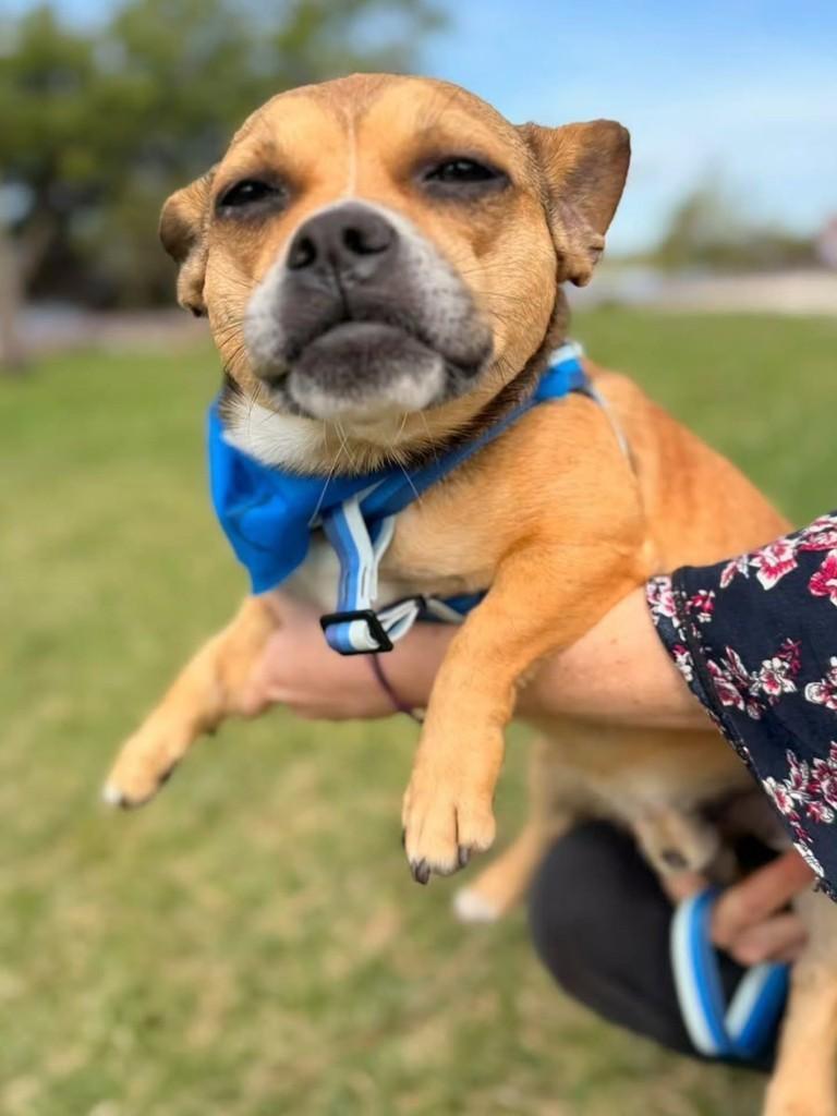 Brad, cachorro de porte pequeno para adoção em Florianópolis - SC