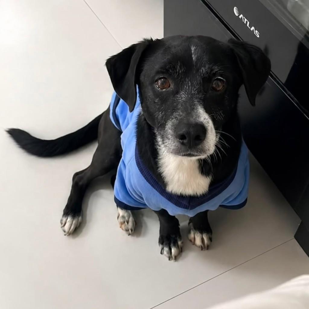 Lito, cachorro de porte pequeno para adoção em Florianópolis - SC