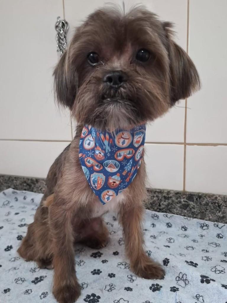 Guto, cachorro de porte pequeno para adoção em Florianópolis - SC