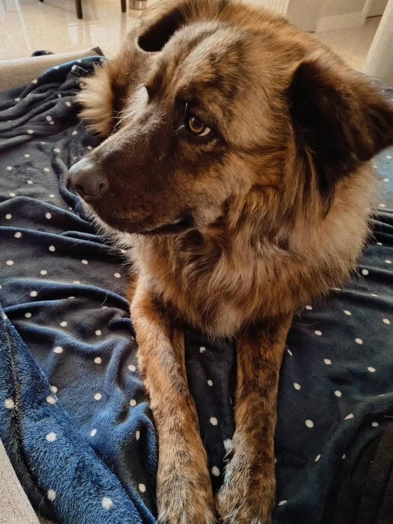 Titan, cachorro de porte grande para adoção em Florianópolis - SC