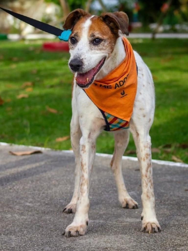 Onofre, cachorro de porte grande para adoção em Florianópolis - SC
