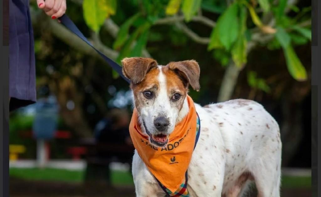 Onofre, cachorro de porte grande para adoção em Florianópolis - SC — foto 2 de 2