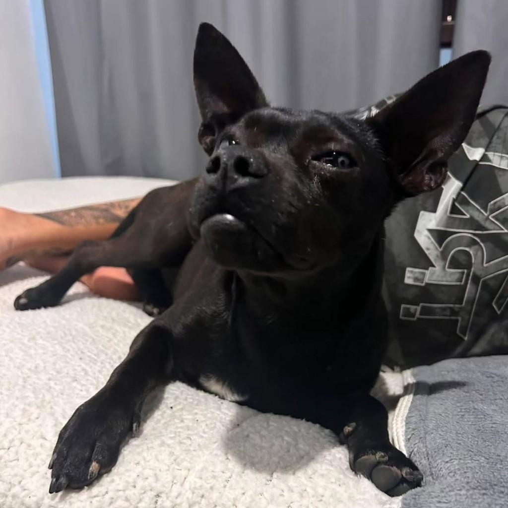 Orfeu, cachorro de porte pequeno para adoção em Florianópolis - SC