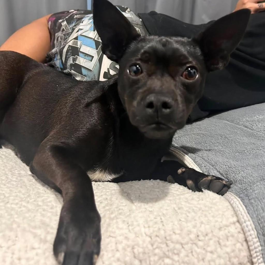 Orfeu, cachorro de porte pequeno para adoção em Florianópolis - SC — foto 2 de 2
