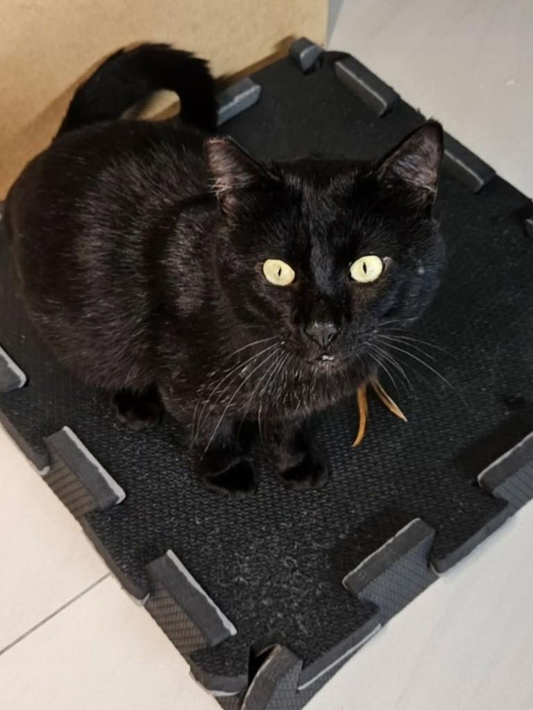 Black, gato de porte médio para adoção em Florianópolis - SC