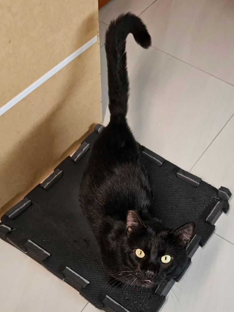 Black, gato de porte médio para adoção em Florianópolis - SC — foto 2 de 4