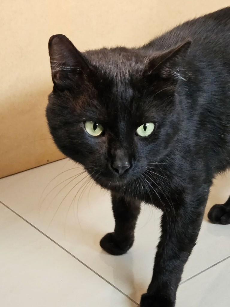 Black, gato de porte médio para adoção em Florianópolis - SC — foto 3 de 4