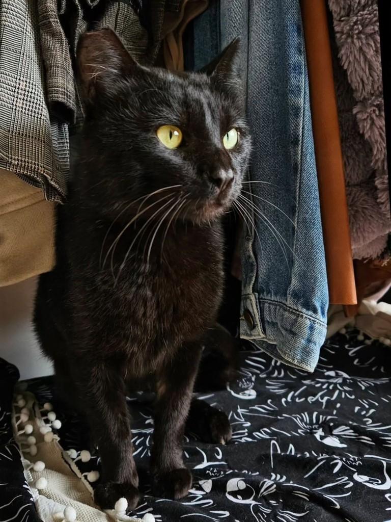 Black, gato de porte médio para adoção em Florianópolis - SC — foto 4 de 4