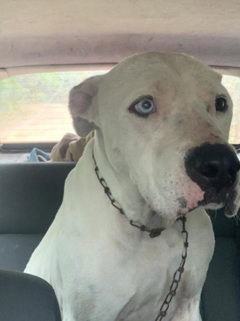 Dogo, cachorro de porte grande para adoção em Florianópolis - SC