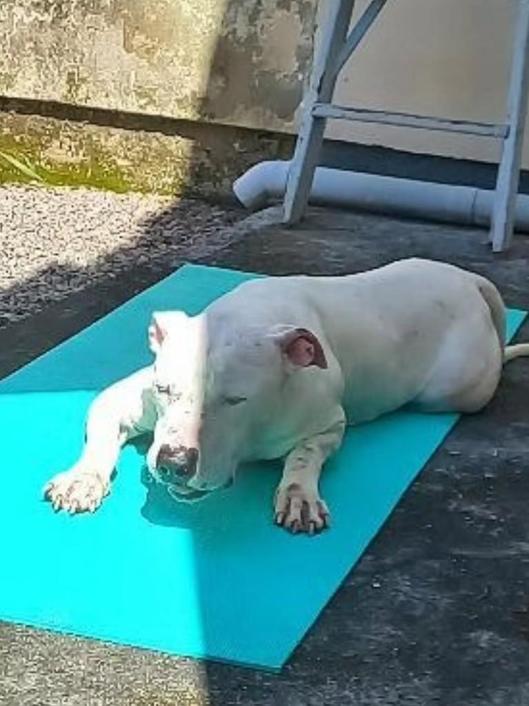 Dogo, cachorro de porte grande para adoção em Florianópolis - SC — foto 2 de 3