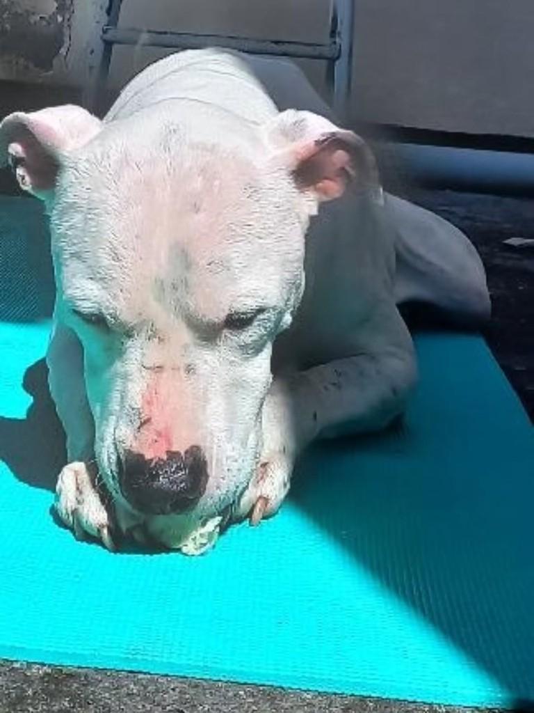 Dogo, cachorro de porte grande para adoção em Florianópolis - SC — foto 3 de 3