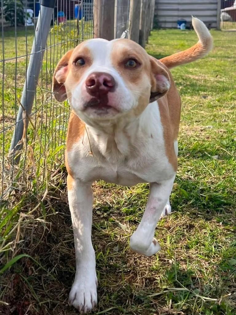Lelo, cachorro de porte grande para adoção em Florianópolis - SC
