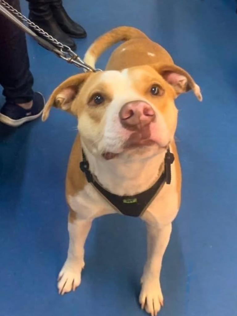 Lelo, cachorro de porte grande para adoção em Florianópolis - SC — foto 2 de 3