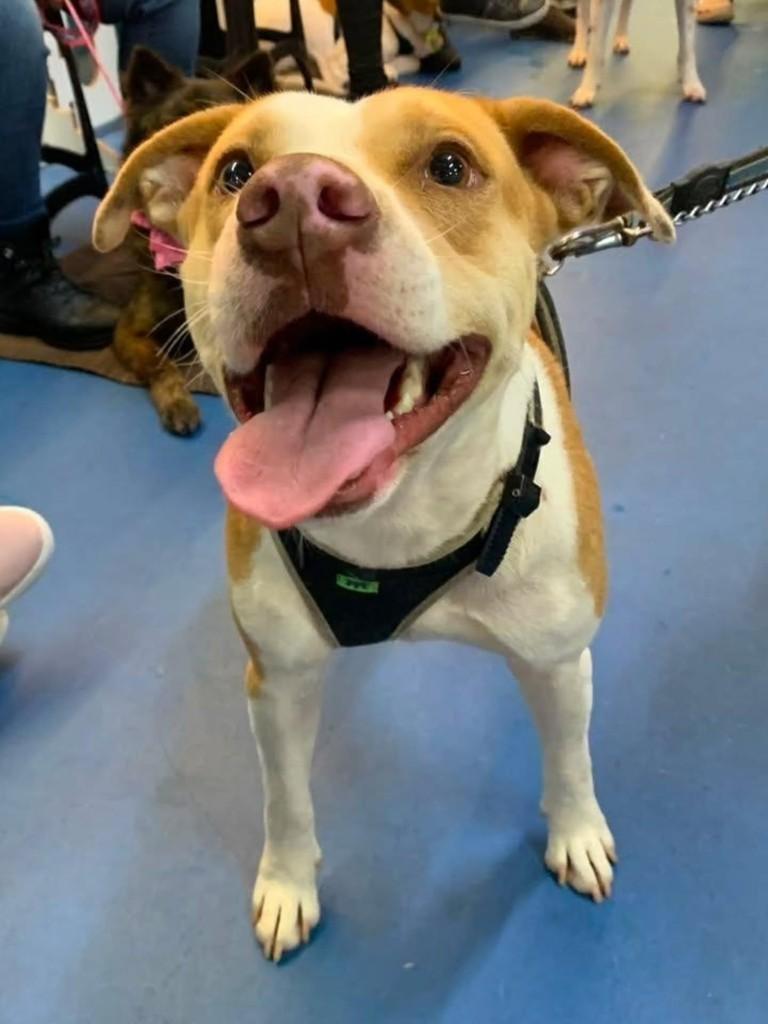 Lelo, cachorro de porte grande para adoção em Florianópolis - SC — foto 3 de 3