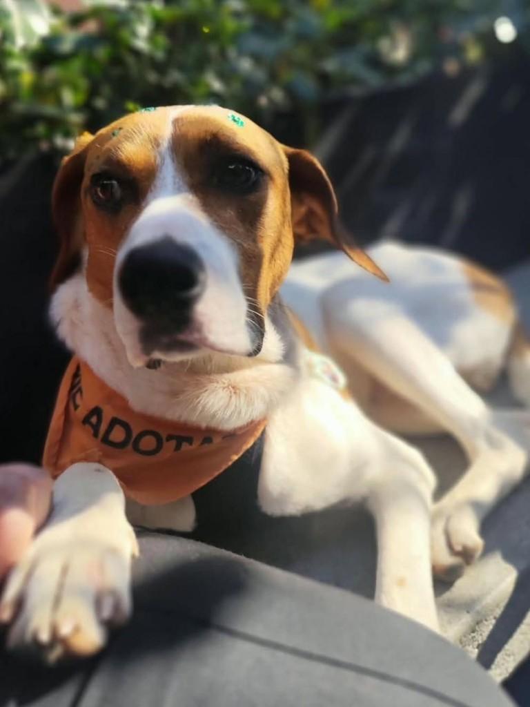 Russo, cachorro de porte grande para adoção em Florianópolis - SC