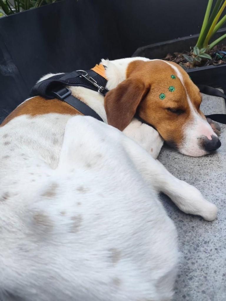 Russo, cachorro de porte grande para adoção em Florianópolis - SC — foto 2 de 3