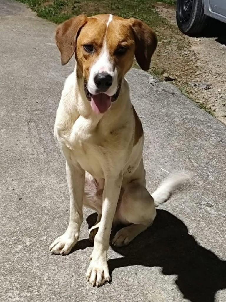 Russo, cachorro de porte grande para adoção em Florianópolis - SC — foto 3 de 3
