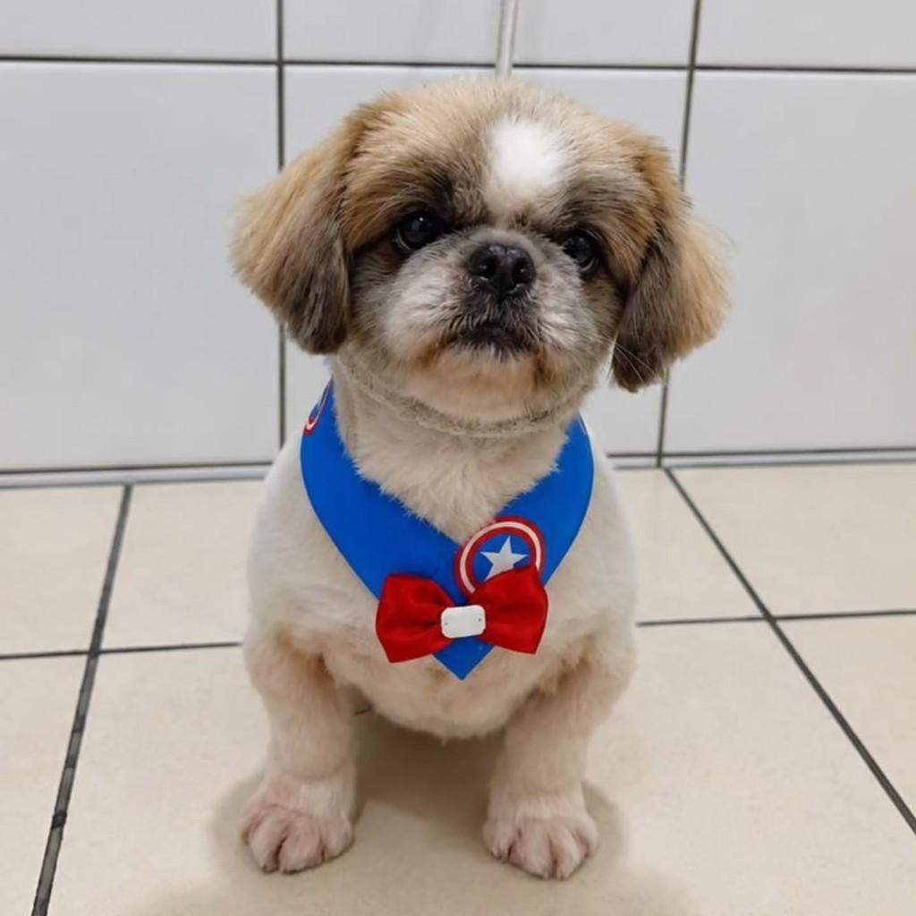 James, cachorro de porte pequeno para adoção em Florianópolis - SC